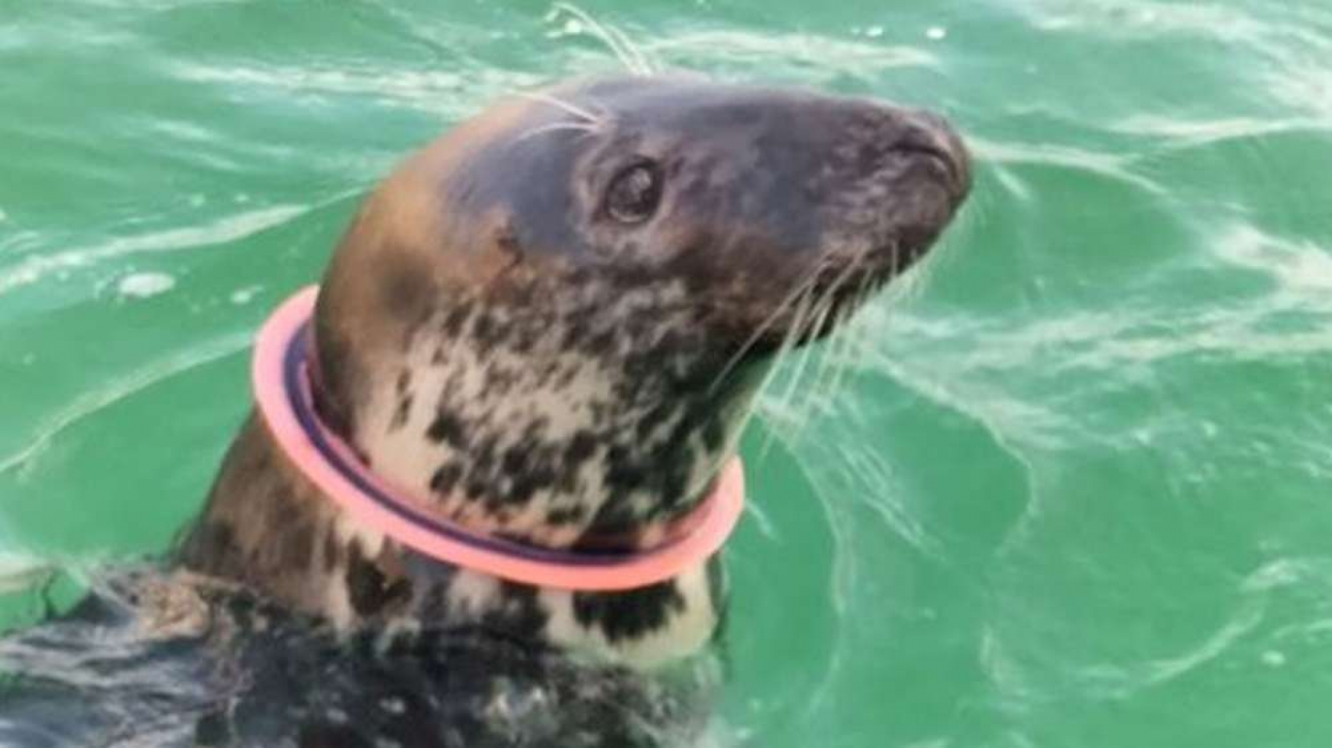 Seal Rescue in St Ives Harbour...
