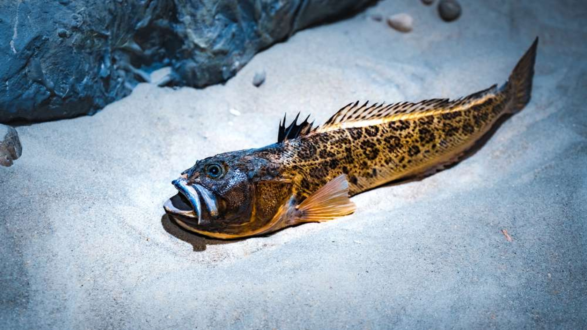 Weever Fish Warning Issued as ...